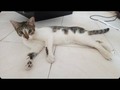 Hola buenas noches, còmo están, estoy dando un fatico de 5 meses en adopción, el fue rescatado cuándo tenía un mes de uñas personas que lo estaban golpeando, pero mi hijo sufre de alergias y ya está empezando a desprender mucho pelo y lo està afectando, el tiene su cajita de arena y es muy juguetón, quería saber si me podrían colaborar para dar lo a alguien que lo cuide