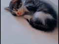 Necesito urgente ayuda para esta gatica, hace un día me la encontré maullando muy fuerte en un parque cerca de mi casa y al parecer alguien la abandonó, sinceramente se me hizo imposible dejarlo sola. A simple vista se observa que lleva menos de un mes y se le ha estado curando un ojo que tenía infectado. Sería de muchísima ayuda encontrarle un hogar o a alguien que lo quiera adoptar pues lastimosamente no lo aceptan en mi casa pero un familiar cercano se hará cargo de él durante unos días hasta encontrar a alguien que si le pueda dar los viá necesarios.  Me sería de mucha ayuda que ustedes cómo fundación la rescataron y cuidarán de ella hasta que consiga un hogar. Se deja querer muchísimo, es juguetona. @dann07__