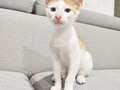 Hola amigos  Tengo 3 meses, me rescataron el jueves en pleno aguacero en la ciudad de Barranquilla Estoy buscando un hogar lleno de mimos y amor, soy juicioso, amoroso, juguetón, ronrroneador, me entregan desparasitado, la próxima semana inicio mi plan de vacunación y posteriormente seré castrado  Solo busco un hogar que me ame  La fundación se hará cargo de lo anterior mencionado  3176687686