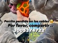 Perrito encontrado  Porfavor difundan para que aparezcan sus papás 💖
