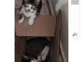 Buscan hogar 😊