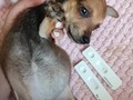 Auxiliooo Recibimos está bebita, necesita ayuda, tiene una ascitis, encías pálidas, está con pico febril  Necesito ayuda para  Consulta veterinaria 70000 Hemograma 35000 Test moquillo parvo 135000 Proplan puppy 41000 Hemolitan 30000 Galgocal pool 15000 Coprologico 35000 Cutamycom crema 23000 Urovital gotas 25000 Pads de piso  Transporte 40.000 Si alguien tiene algún medicamento que le sobre porfsvor nos dice a dónde lo recogemos   Porfsvor dona Bancolombia 55495192058 ahorros Daviplata y NEQUI 3176687686
