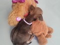 Emma le prestó su perrita lucy, y ROMA lo entendió todo 🤭☀️