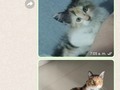 Antes y ahora de nuestros rescatados 🥺☀️