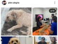 Recuerdan a champi? Luego sus papás le pusieron chino Muchos de uds ayudaron a salvarlo   Posteriormente fue adoptado y luego de 3 añitos de luchar con su enfermedad renal crónica no lo logró  Hoy corre feliz y en paz   Gracias Paula por avisarme y buscarlo conmigo para sacarlo de las calles Gracias a todos los que donaron para salvarlo  Y gracias infinitas a sus papás por darle una segunda oportunidad La oportunidad de conocer el amor. Y cerrar sus ojitos en una camita cálida, se lo robamos a la muerte por 3 años, y así supo lo que era la felicidad y que no todos los humanos somos malos   Vuela alto pequeño 🥺💗
