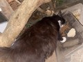 Esta Gatica fue abandonada en el día de hoy en el barrio campoalegre, en estado de embarazo es super mansa y actualmente busca un hogar para tener sus crías y un hogar para ella una vez se puedan ir sus hijos, si deseas ayudarla y darle ese espacio o adoptarla por el tiempo que dure su embarazo y darle un buen y amoroso hogar, puedes comunicarte 📞☎️3002146253