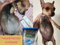 Así vamos con Romi  En 14 días de tratamiento, con este concentrado también logramos regular casi a la mitad el tamaño de su panza❤️ Ya se nos acabo y necesitamos ayuda Si deseas donar bancolombia 55495192058 ahorros daviplata y nequi 3176687686