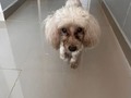 Urgente encontrado por el parque Venezuela