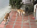 Diariamente junto con un grupo muy especial de personas alimentamos animalitos en puerto Colombia  Ya casi 9 años con esta rutina  Gracias jaque