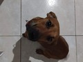 Tamaño mediano pequeño  Hembra  8 meses con sus vacunas