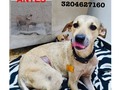 Busca hogar