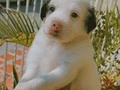 Por favor me puedes ayudar a difundir. Estos perritos están en adopción. Contacto 3126354852