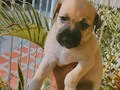 Por favor me puedes ayudar a difundir. Estos perritos están en adopción. Contacto 3126354852