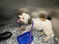 Buenas fue refugiado este perrito en villa campestre  Buscamos sus dueños  @dianayonoff
