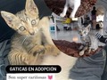Hola!! Me podrían ayudar a compartir esta foto? Este par de gaticas las encontraron abandonadas frente a un edificio por la 72. Estamos buscando quien las quiera adoptar, donde están las pueden cuidar hasta el miércoles. Para información pueden escribir a mi DM  @sarasald_