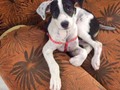 Hola, me llamo Bruno y estoy por cumplir tres meses. Por motivos personales mi mami no me puede cuidar más y está buscando un hogar donde me den mucho amor.  El que necesite info, favor escribir a este número: +57 3208036074   Graciaaasss 🫶🏻♥️🐶