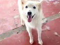 La perrita se llama Princesa. Son dos hermanitas, la situación económica y de tiempo los obliga a dar a una de las bebés en adopción. Tiene 4 años, hace rato tuvo un parto y no han podido esterilizarla. También nos gustaría que quien la adopte se comprometa a esterilizarla. El contacto es 302 2015921 sheylin