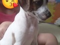 Se llama Frida. 2 meses. Busca hogar responsable y definitivo. Los papás de la joven no la quieren recibir y ella no quiere dejarla en la calle.Pueden comunicarse al 3053401171