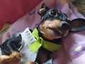Las consentida de la casa.  . .. . . . . . . #pincher #familydog #maracay #Venezuela #perrita