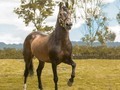 #Repost from @criaderobuenosaires with @regram.app ... Con la mirada en el futuro y el corazón soñando en grande, listos para dar un paso adelante, pero siempre con los pies en la tierra ❤️🐴 PH: @hibanfotografia 📸  #criaderobuenosaires  #presagiodesanrafael  #caballocriollocolombiano  #caballo  #caballos  #horse  #horses  #horselover