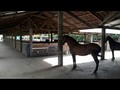 Espacios Idealea para tus equinos.. #PesebrerasPortalEquino la mejor en tulua.. los mejores espacios. Pesebreras de 4x4 rn material