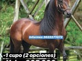 💸GRAN RIFA SALTO DEL REPRODUCTOR DE LOS DIAGONALES ONIX FC💸 -1 Cupo 2 opciones de ganar!!😱 -Sorteo 19/07/19 ULTIMAS 2 CIFRAS LOTERIA DE MEDELLIN!! -Valor cupo $65,000 pesitos!! 📲🚨INFORMES 3022271072🚨📲