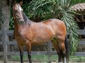 Ensoñadora de la Luisa La hija de Hermano SOL de Villa MILENA  Propiedad de @criadero_villa_valentina
