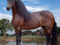 #Repost from @fedequinas.oficial with @regram.app ... RELICARIO (FC) 🐴 _ Con número de registro 142236 (macho), andar Trocha Pura (P3). Jefe de Raza 2 veces y ratificado como Fuera de Concurso 3 veces. Gran Campeón en 18 ocasiones y Gran Campeón Reservado 4 veces 🏆🥇 _ Descendencia 1872 hijos registrados, 228 (P1), 138 (P2), 1506 (P3). 800 machos y 1072 hembras 🐎 _ Padre: PRINCIPE HEREDERO (FC) Registro 65709 (P2) Mamá: CLEOPATRA (FC) Registro 69286 (P2) 🧬 _ Hijos fuera de concurso: PRINCIPE DE LA MACARENA (FC) 126296 (P3) 💯👏 _ Propietarios: Criadero Marco Aurelio S.A. / Medellín / Antioquia / Colombia 🤠🌳 _ #fedequinas #CCC #caballocriollocolombiano #equinos #colombia