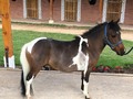 PONY PINTO 3 COLORES PARA LA VENTA!!! INFORMES 3185400961