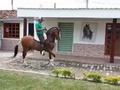 🐎💯REXPLANDOR💯🐎 ANFITRIÓN DE LA CAROLINA EN JUGUETONA. CAPON EXTRAORDINARIO CON MÚLTIPLES NOMINACIONES EN PISTA. 2DO MEJOR CAPON 2018 SEGÚN EL PUNTAJE DE FEDEQUINAS @cr.sanjeronimo