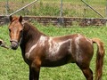 EL PONY PRODIGIOSO PARA LA VENTA 95 CENTIMETROS 3 AÑITOS HERMOSO