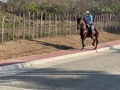 VENDO CABALLO DE 7 AÑOS ENTERO. NOBLEZA INCOMPARABLE Y MADUREZ AL ESTAR CON OTROS EJEMPLARES INCLUSIVE YEGUAS. (PROVERBIO ❌ CACIQUE DE CARAMANTA FC) INFORMES 3185400961