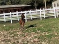 AURORA BOREAL  Hija de @quisquilloso_de_la_caprichosa ❌ Octava Maravilla (Consul de Gran Dinastia x favorita (Don Jaime x Maravila de las Mercedes)) está hermosura mostrando cualidad es sus andares con gran elevación de patas y manos, lindo fenotipo, nos dará muchas alegrías. Gracias Dios por tus bendiciones 🙌🙏🙌 #trochapuracolombiana🐴 #trochaygalope #trochapura #trochapuracolombiana #trochaygalopecolombianos #trochacolombiana #trochaygalopecolombiano #hijosdequisquillosodelacaprichosa #trotecriollo #troteygalopecolombianos #troteygalopecolombiano #troteygalopecriollo @criadero_maria_rosa @criaderolaluisa @criaderolamarquezaoficial @criaderonuevoamanecer @criaderosanjuan @criadero_dos_aguas @criaderodonleonidas @criaderomistrespotrillos @criadero3a @criaderotierrasanta_ @criadero_tres_marias @criadero_del_moral @criadero_dona_lola @criaderodelosr @criadero_doblec @criadero_dona_lola @criaderodulcemaria_ @criaderodemarbella @criadero_dh @criaderodubai2020 @pasion_equinacol @portalequino @caballistasdecorazon @caballosdeverdad @caballo_criollo_colombiano @pasion.por.los.equinos