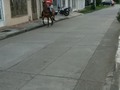 🐎HIJA DE AARON🐎 SE VENDE. YEGUA HIJA DE AARON DEL JAZMIN EN UNA YEGUA HIJA DE CACIQUE JUNIOR EXCELENTE FENOTIPO BUENA CADENCIA Y GALOPE INFORMES 3185400961