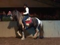 SE VENDE ESTA JOYITA GYPSY ❌ PERCHERON ARGENTINO TIENE ALTA ESCUELA LA MÁS LINDA DE TODAS 5 AÑOS.... AHORA ES POSIBLE TENER UNA BELLEZA DE ESTAS EN TU CRIADERO O FINCA INFORMES 3185400961