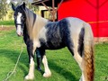 VENDO ESTA HERMOSA GYPSY ❌ PERCHERON ARGENTINO 5 AÑOS ALTA ESCUELA 3185400961