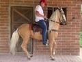 🐎 EL DE LA BARBIE🐎 CAPON ISABELINO 9 AÑOS PARA LA VENTA. INFORMES 3185400961