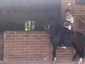 PARA LOS QUE PEDÍAN EL NEGRO PARQUEADO PURA CANDELA🎩🕶️ CAPON 5 AÑOS ( PRODIGIO ❌ HIJA DEL SOL) INFORMES 3185400961