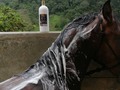 SHAMPOO PORTAL EQUINO CON MOLÉCULAS ACTIVAS DE COLÁGENO QUE ACTIVAN EL CRECIMIENTO DE LAS CRINES Y COLA. ESPUMA BRILLO RENDIMIENTO OLOR