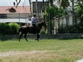 MONILLA DE VILLA DE SUR OESTE🐎 CARIÑO DE LA LUISA ❌ JOYERO (PREÑADA 3 MESES DE FIRMAMENTO) 7 AÑOS #pasofino INFORMES @criaderomadalau