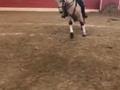 Caballo vallo lobo PARA LA VENTA🏆🏆🏆🏆🏆