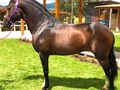 🐎👳🏾‍♂️MOHAMED👳🏾‍♂️🐎 ARCO IRIS DEL TESORO ❌ TORMENTA (BARU) TROTE Y GALOPE COLOMBIANO FENOTIPO PISADA ELEVACION COMPENSACION ALGUNAS DE LAS CUALIDADES DE ESTE EXTRAORDINARIO EJEMPLAR