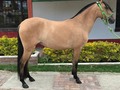 POTRANCA DE 29 MESES (MILLONARIO DE LAS GUACAS ❌ FEDAYIN II) HERMOSO FENOTIPO COLOR BAYO INFORMES 3185400961