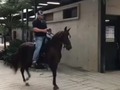 💯FINURA💯 ENCANTADORA DE SAN PABLO (ENCANTO DE LA PIRÁMIDE ❌ DULCE SUEÑO DE LUSITANIA) BAJO LA MONTA DE @pesebrera_santo_tomas_ar