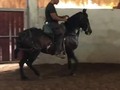 Dulce Melodía de Roma  Hija de Dulce sueńo x Alborada  @Rancho_roma en 🇩🇴