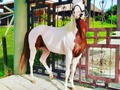 PINTO AMERICANO PARA LA VENTA COJUDO.. EL MÁS HERMOSO DE TODOS INFORMES 3185400961