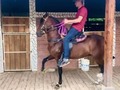 🇨🇴ENCANTADOR DE SUS CABALLOS🧲 36 meses TENTADOR DEL GRAN CHAPARRAL 🧲 ENCANTO(fc) que calidad tiene este potro para llevarlo lejos 🏆 @criadero_laencantada #caballistasdecorazón #caballistasdeverdad #caballistasalpaso #caballistascolombianos #caballistasdecorazon🐴 #caballistasdecolombia #caballistasencuarentena #caballistasdelmundo #mundoequinocomco #mundoequinos #portalequino #portalequinos #asuntosequinos #criadero_laherradura #caballistasantioquia #caballocolombia #antioquiacaballista #troteygalopecolombianos #troteygalopecriollocolombiano #troteygalopecolombiano⚡️🐴🇪🇨🇨🇴🇨🇴🇪🇨🐴⚡️ #troteygalopecriollo #trochaygalopecolombiano #trochaygalopecriollo #trochapuracolombiana🐴 #trochapuracolombia #trochapuracolombia