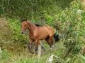 BAJANDO A LA PESEBRERA DE SU TARDE DE POTRERO..... INDEPENDIENTE DE PORTAL EQUINO #ELPORTALDELOSMEJORES . . . Infinito del trebol ( hermano sol x caramanta) . . ❌ . . Vanidosa (premio Mayor x Maracanazo)