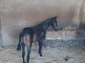 POTRANCA DE 6 MESES HIJA DE BENDECIDO DE LA CAPRICHOSA EN MAMÁ TAYRONA DEL PASO. INFORMES 3185400961