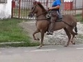 SE VENDE 🐎DIOSA🐎 CANTAR DE LOS CANTARES ❌ ZEUS DE LA GRACIOSA. UNA EXCELENTE YEGUA PARA VIENTRE Y  EXCELENTE YEGUA PARA DISFRUTE. MANSA. NOBLE BRIOSA. . INFORMES 3112456345 . . . #ELPORTALDELOSMEJORES #caballistas #caballistasunidos #caballistascolombia #caballistas_vip #caballistasdecorazón #caballistasdeverdad #caballistasalpaso #caballistascolombianos #caballistasdecorazon🐴 #caballistasdecolombia #caballistasencuarentena #caballistasdelmundo #mundoequinocomco #mundoequinos #portalequino #portalequinos #asuntosequinos #criadero_laherradura #caballistasantioquia #caballocolombia #antioquiacaballista #troteygalopecolombianos #troteygalopecriollocolombiano #troteygalopecolombiano⚡️🐴🇪🇨🇨🇴🇨🇴🇪🇨🐴⚡️ #troteygalopecriollo #trochaygalopecolombiano #trochaygalopecriollo #trochapuracolombia